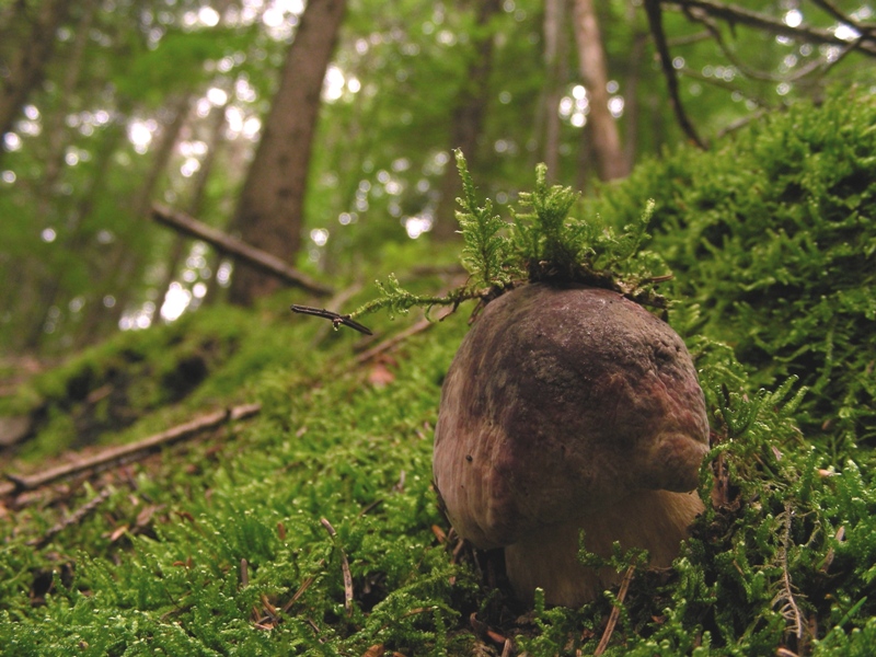 Boleti trentini, chi soffre d''invidia o siccit� non guardi